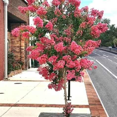 The Enchanting World of Lagerstroemia Coral Magic: Growing Tips and Techniques